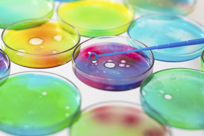 coloured petri dishes